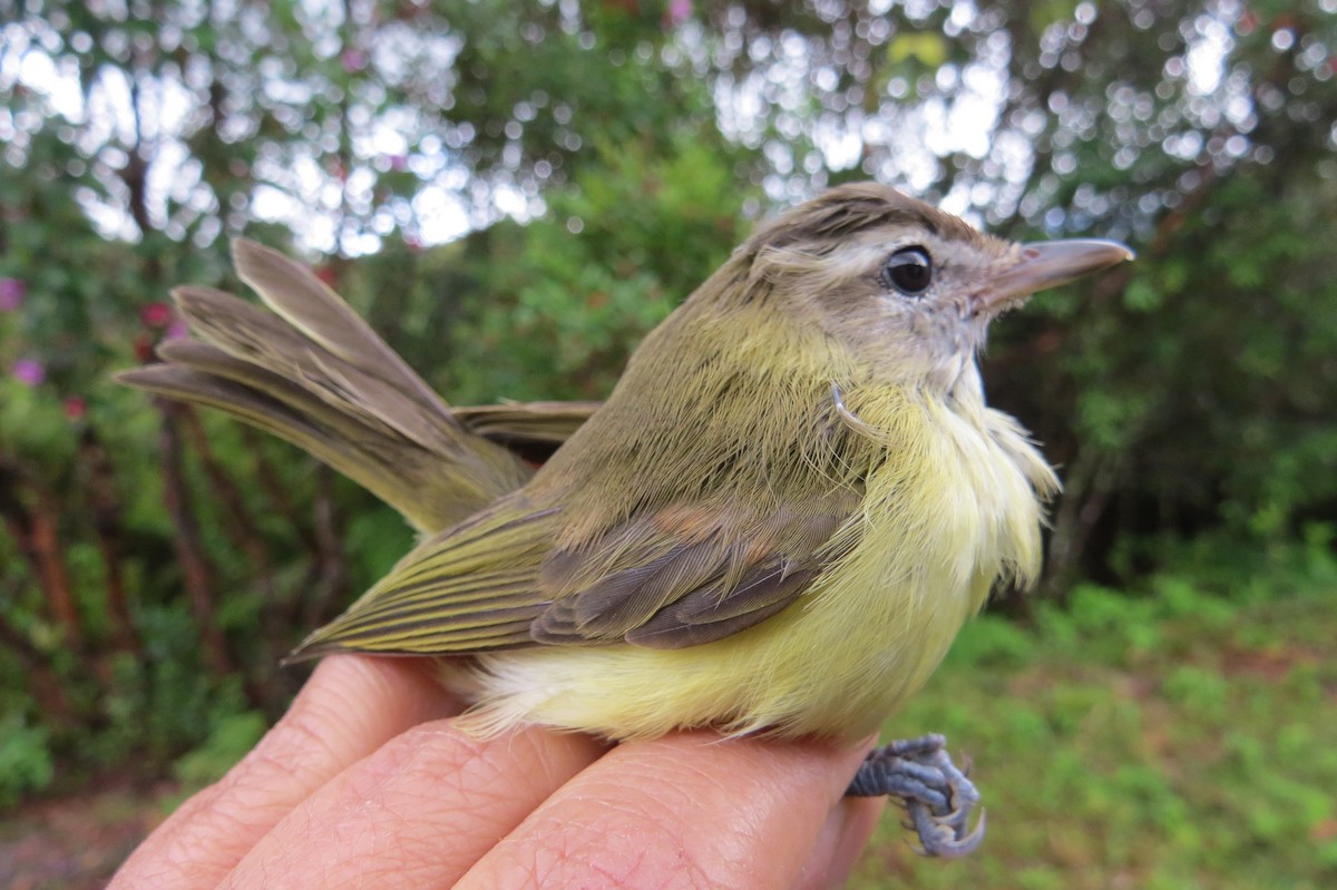 Vireo Coronipardo - ML107131641