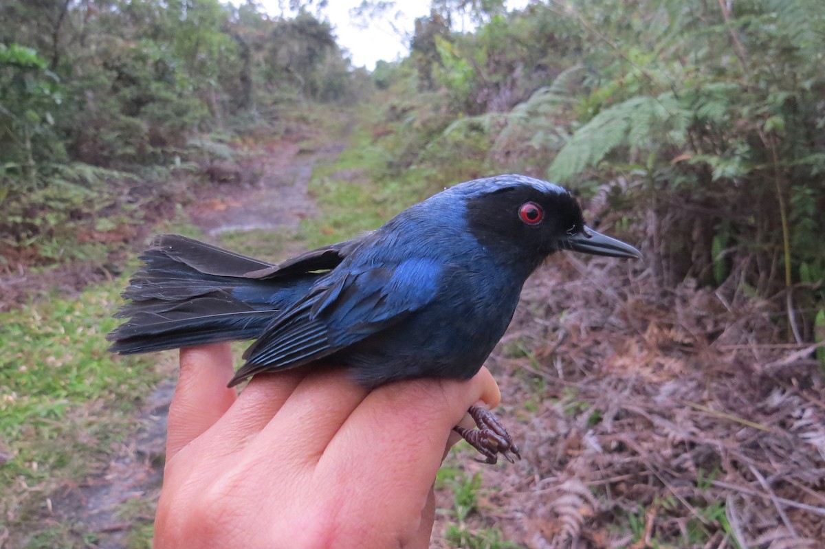 Masked Flowerpiercer - ML107131771