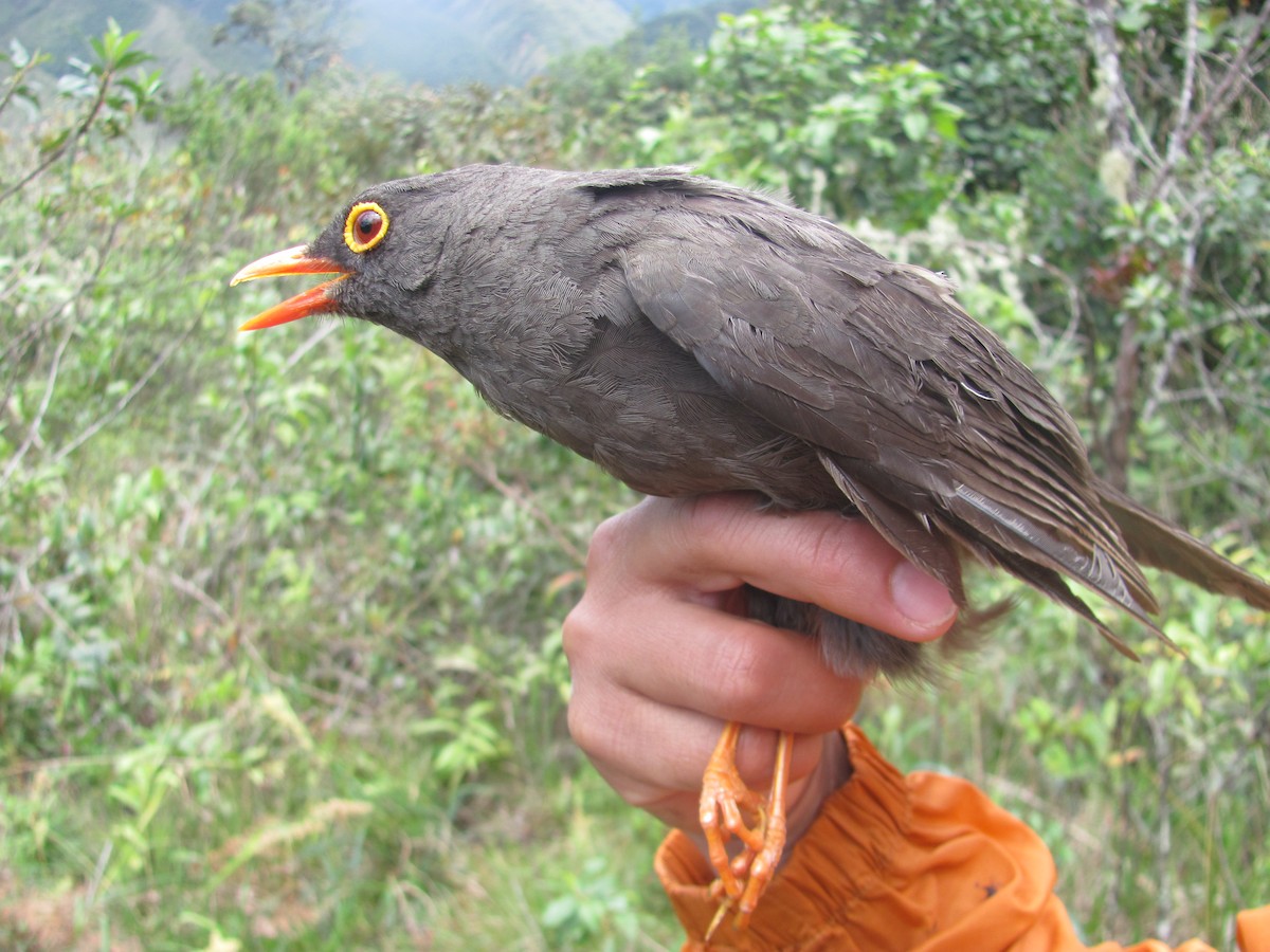 Great Thrush - Sonia Salazar