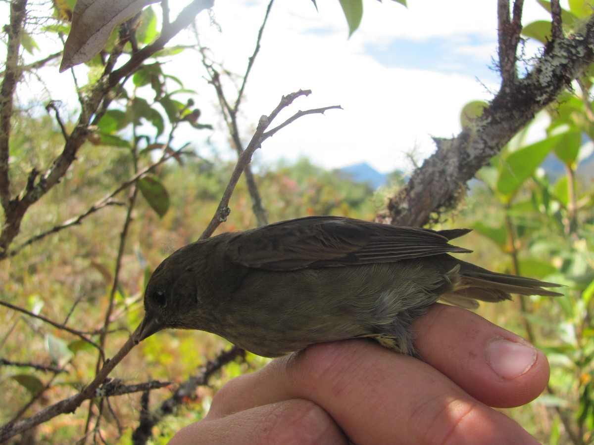 Slaty Finch - Sonia Salazar