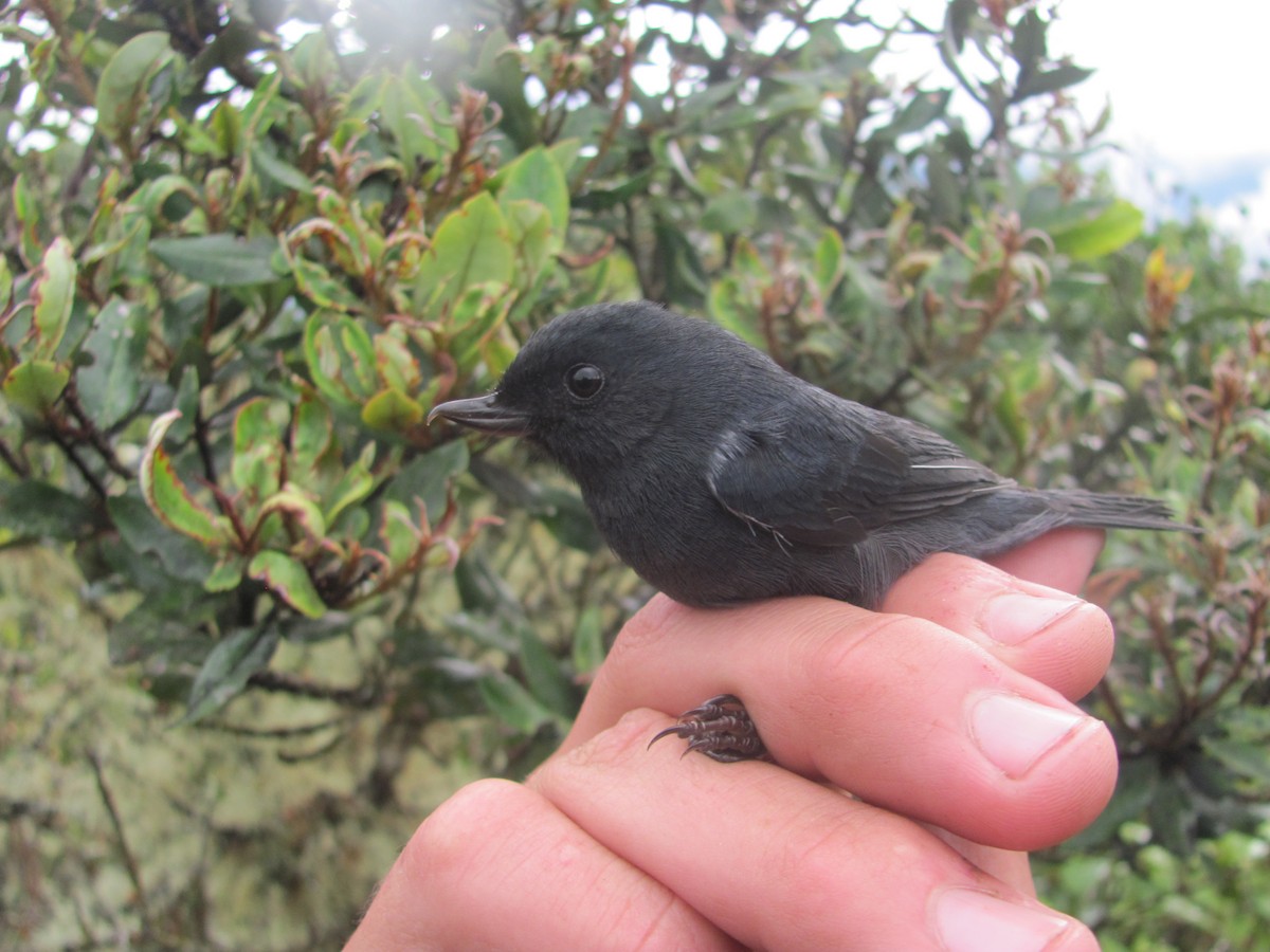 White-sided Flowerpiercer - ML107132861