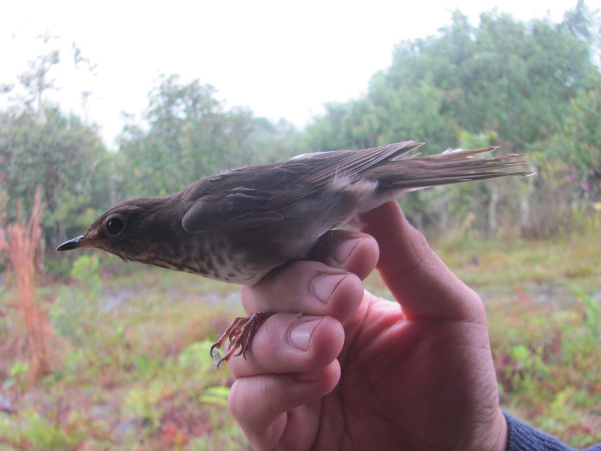 Swainson's Thrush - ML107132931