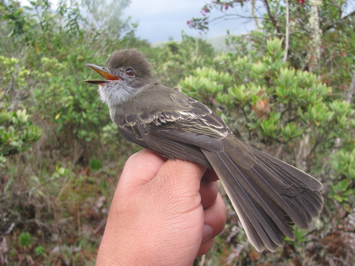 Pale-edged Flycatcher - ML107133001