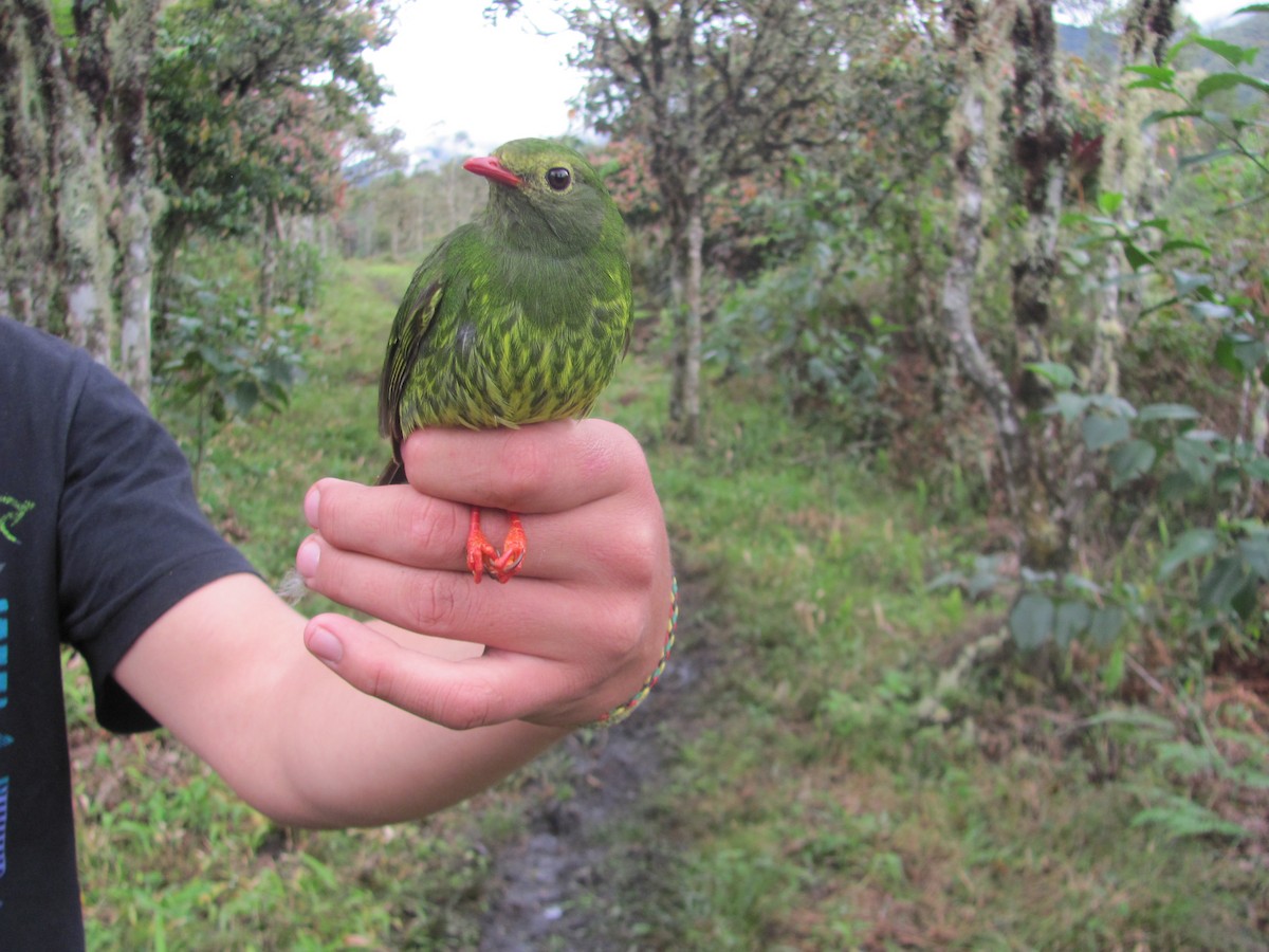 Green-and-black Fruiteater - Sonia Salazar