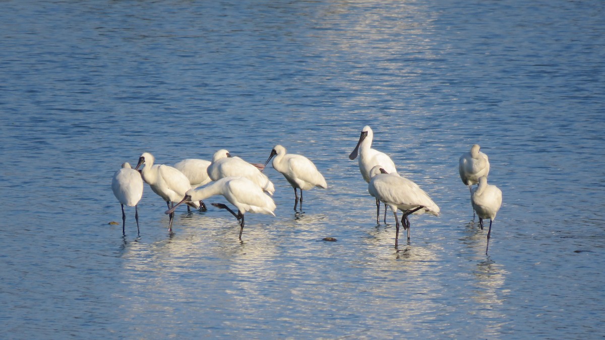 Black-faced Spoonbill - ML107135461