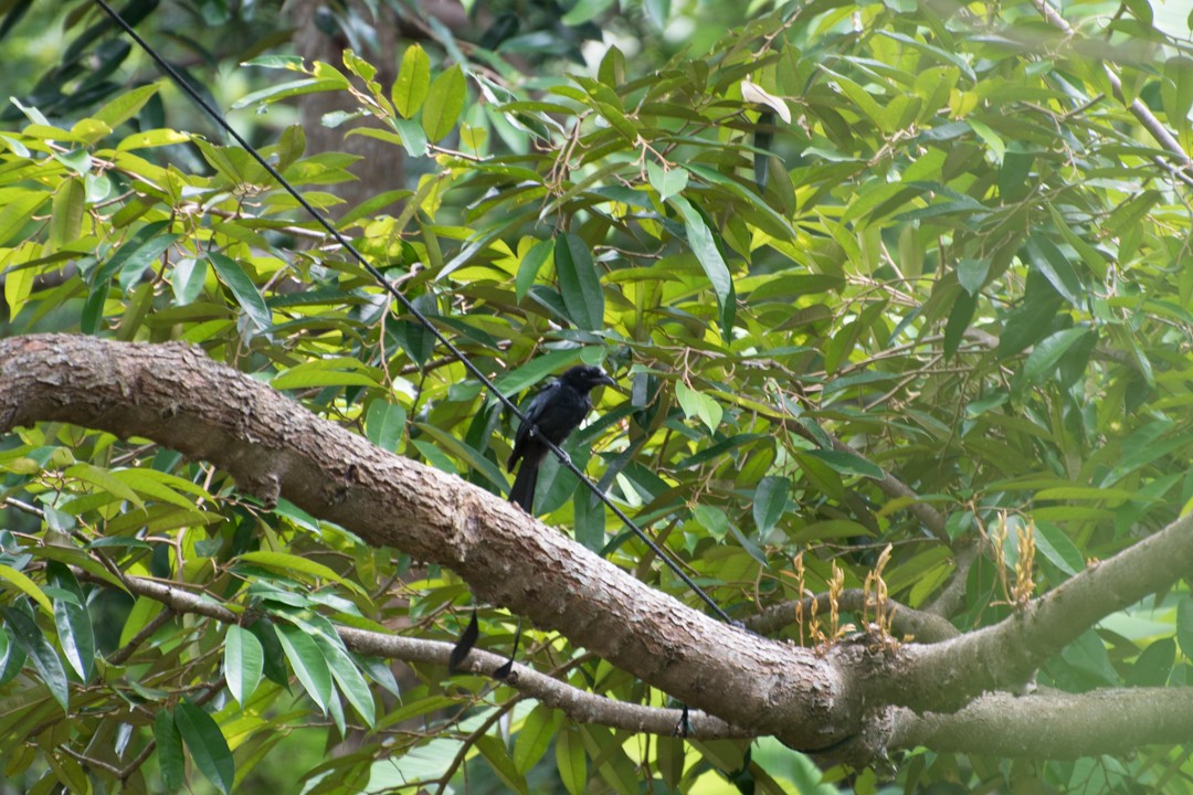 Greater Racket-tailed Drongo - ML107139301
