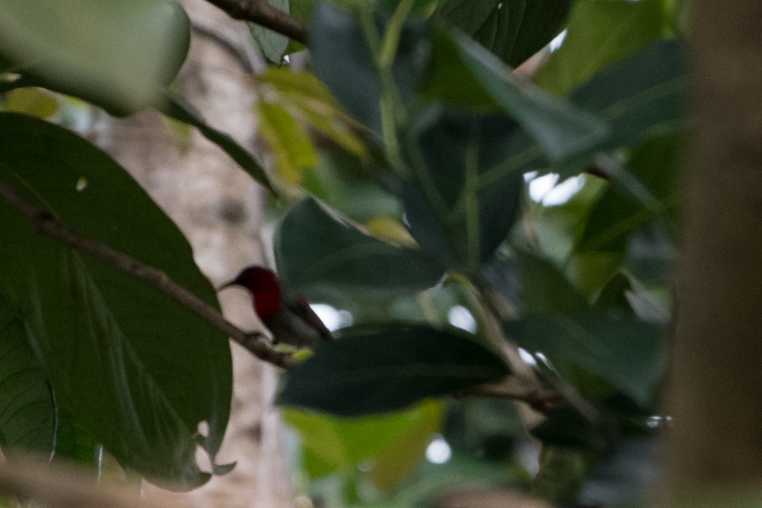 Crimson Sunbird - ML107139321