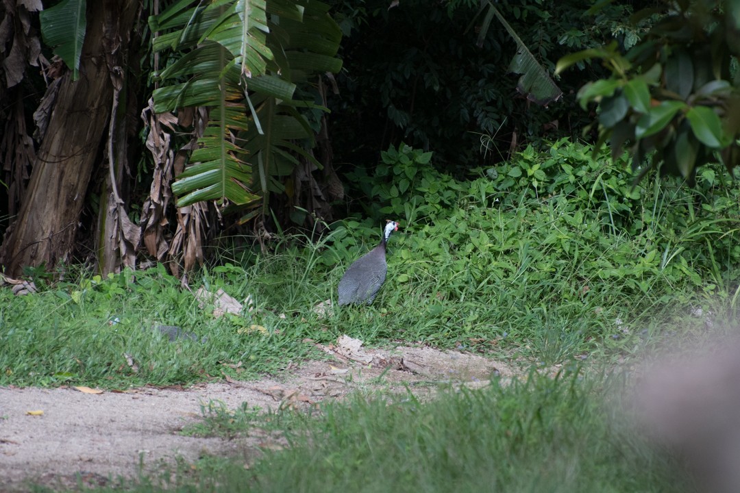 Helmeted Guineafowl - ML107139621