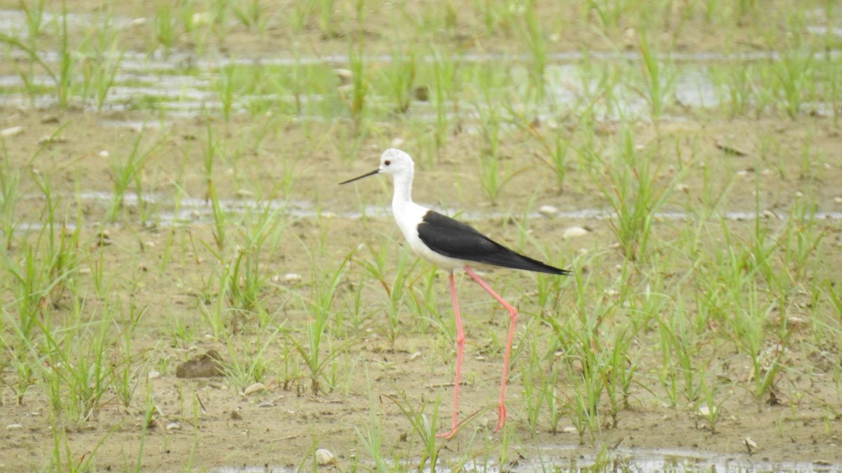 Black-winged Stilt - ML107139811