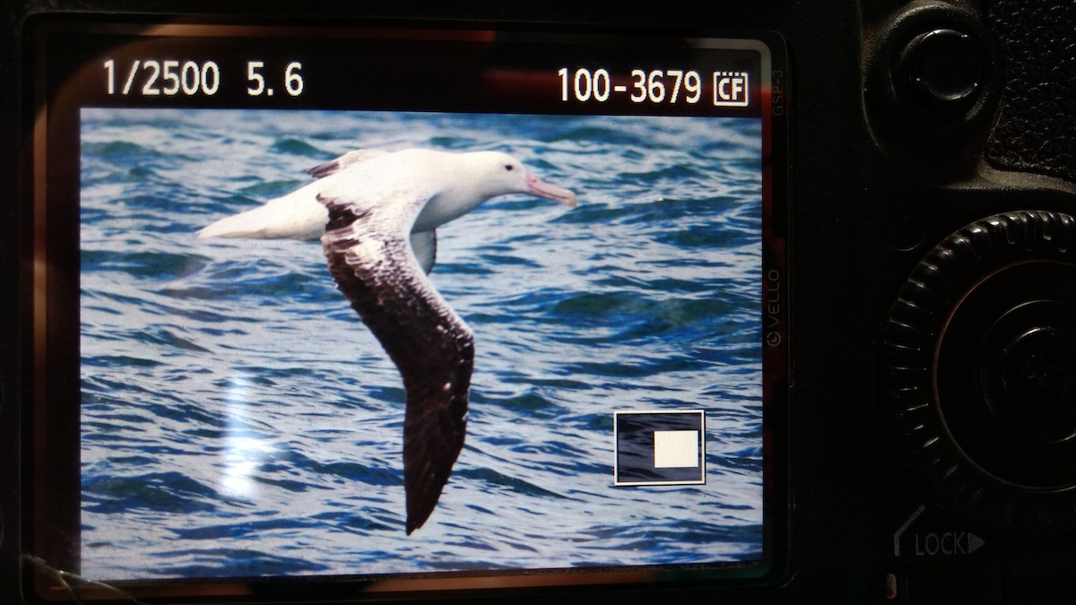 Southern Royal Albatross - ML107141131