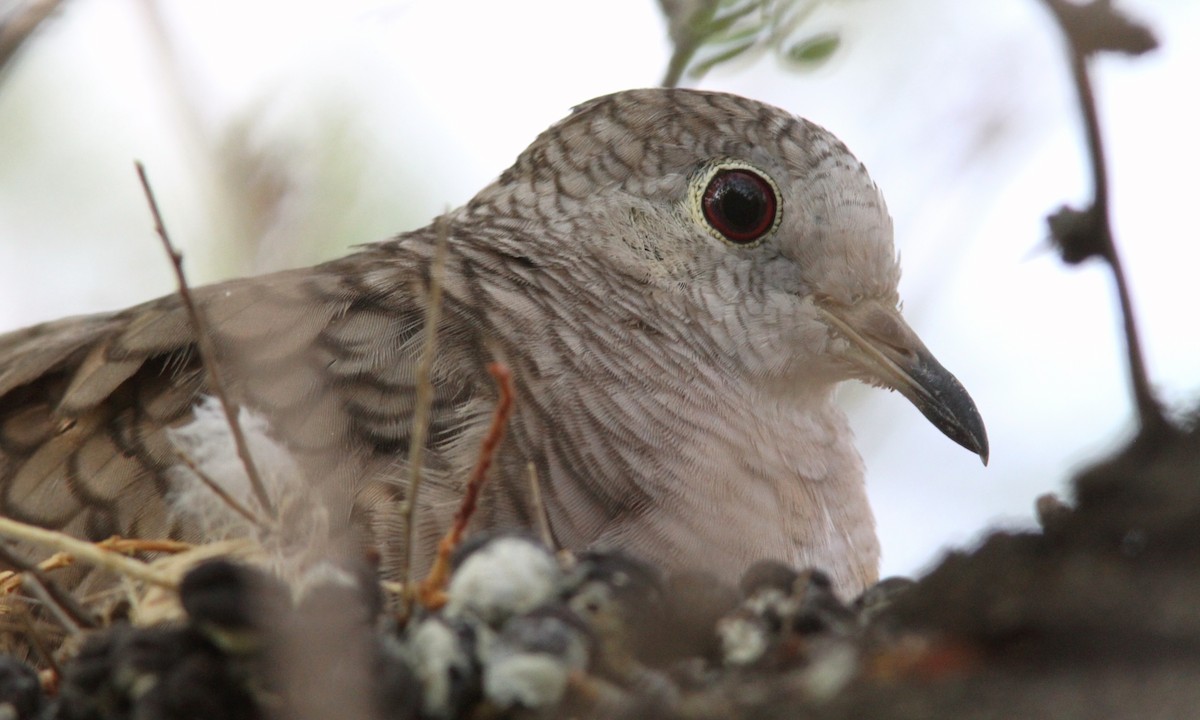 Inca Dove - ML107141231