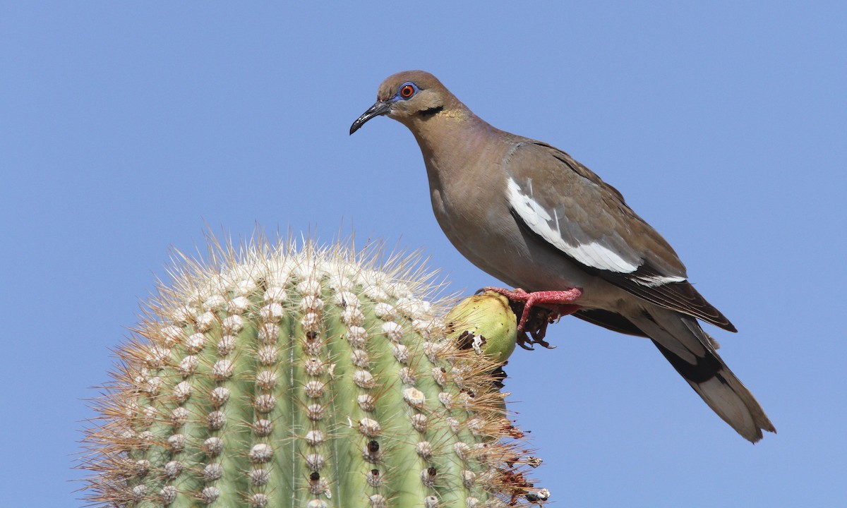 White-winged Dove - ML107141261