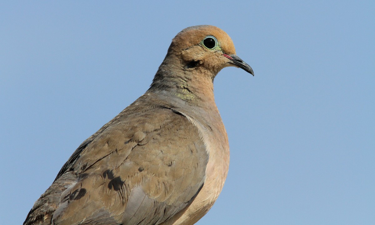 Mourning Dove - ML107141291