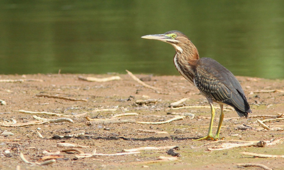 Green Heron - ML107141321