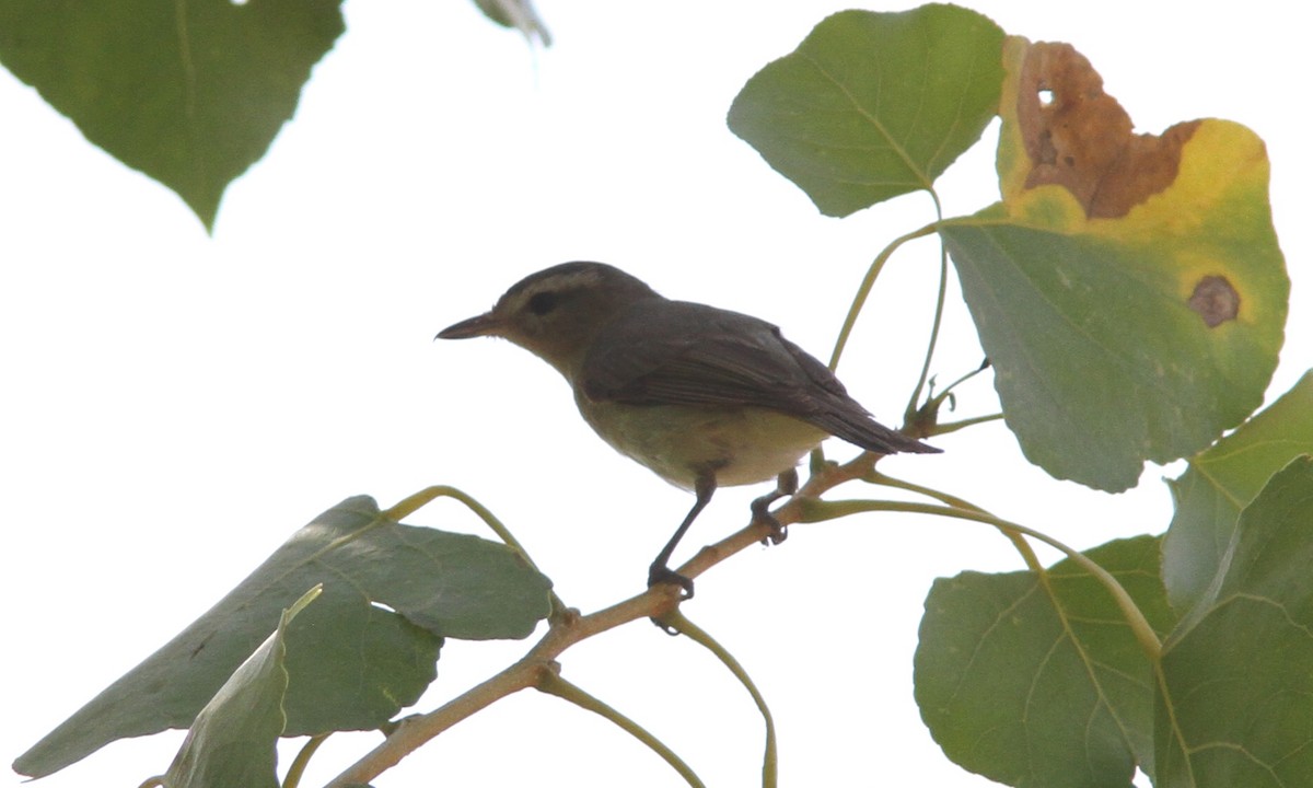 Warbling Vireo - ML107141351