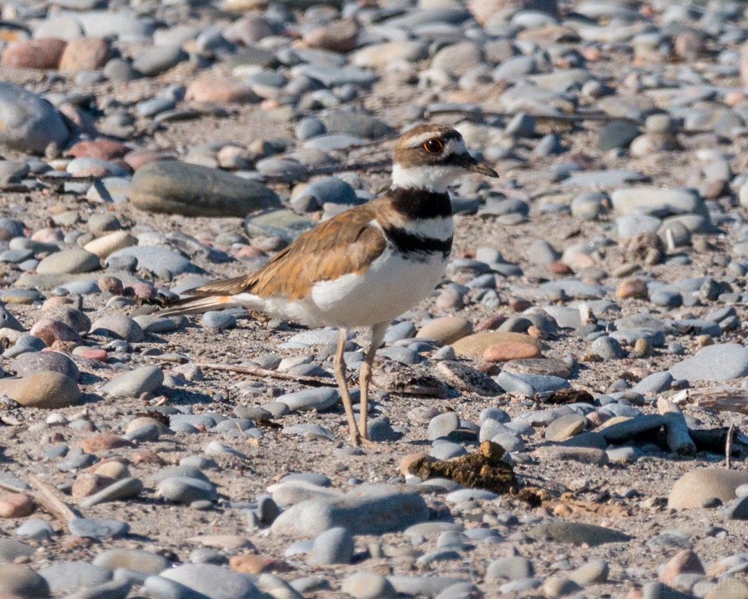 Killdeer - Pat Schiller