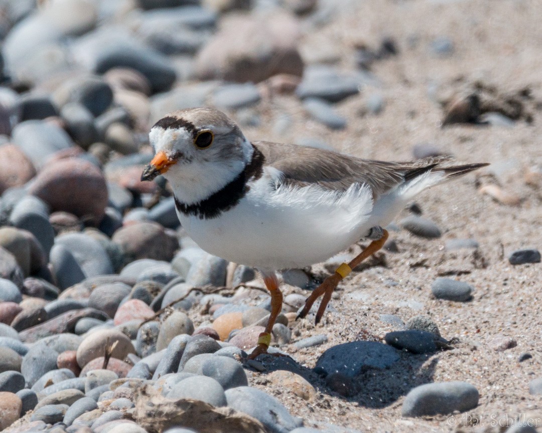 Piping Plover - Pat Schiller