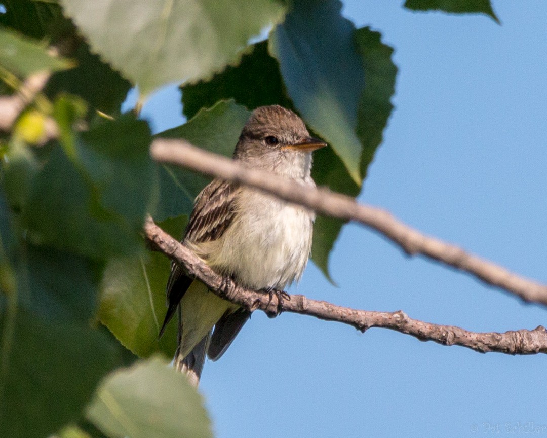 Willow Flycatcher - ML107143191