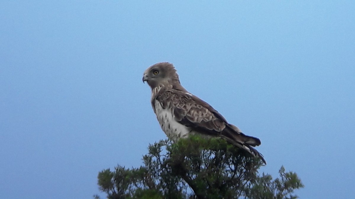 Short-toed Snake-Eagle - ML107143431