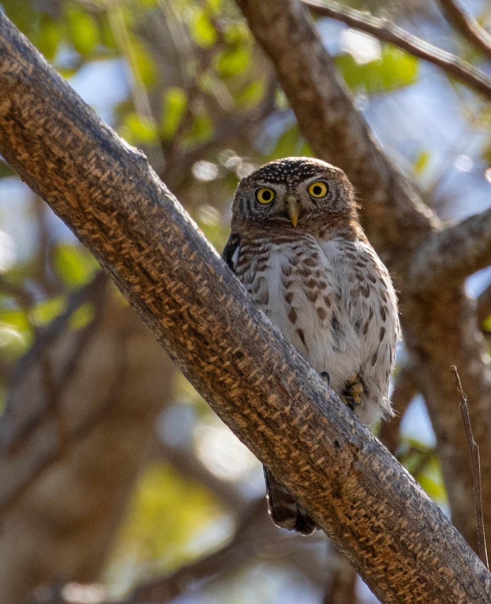 Cuban Pygmy-Owl - ML107143931