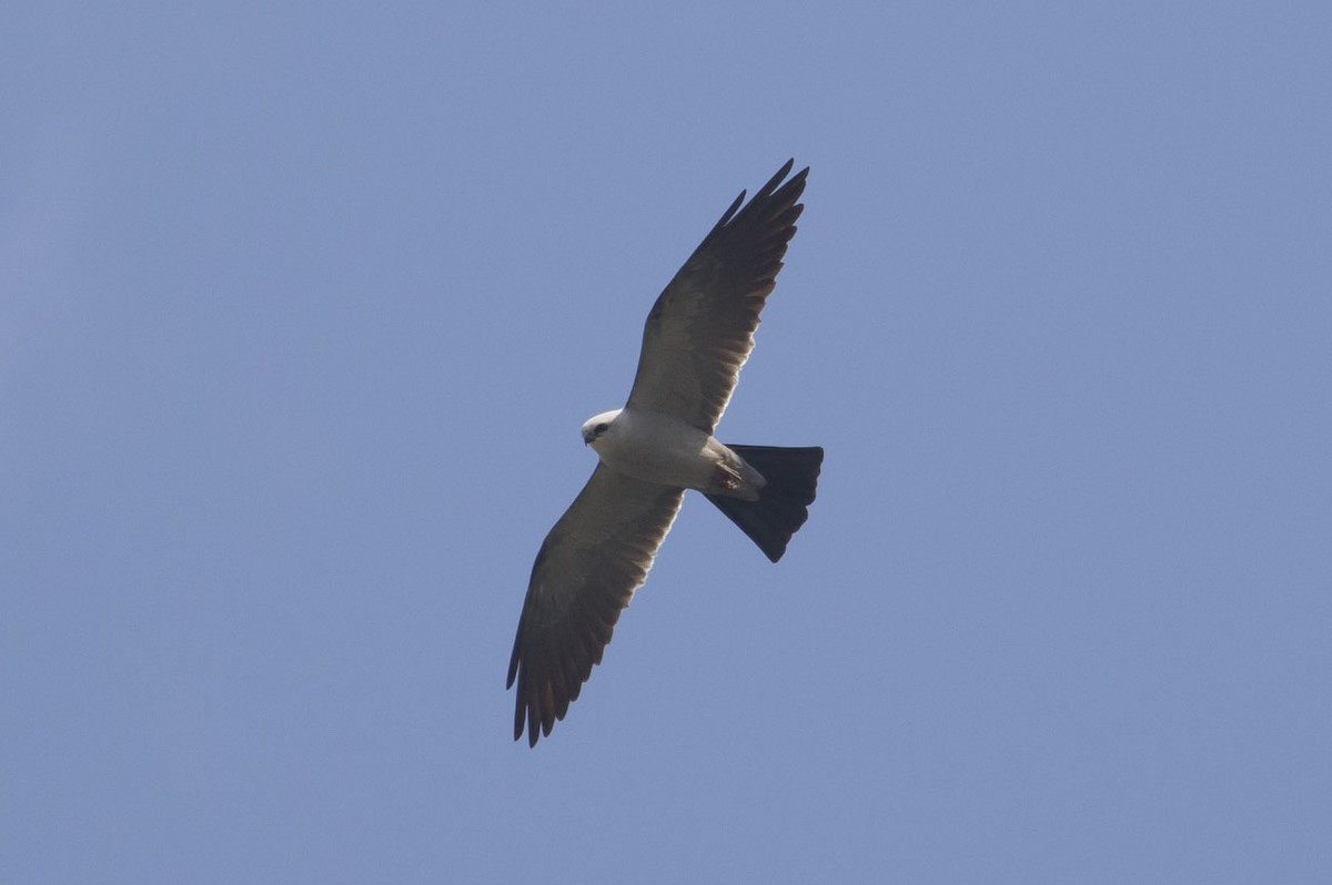 Mississippi Kite - Michael Todd