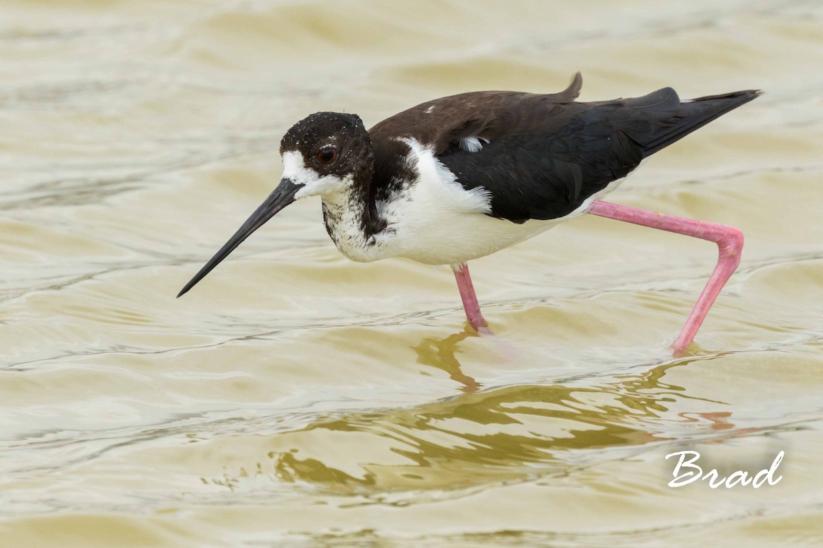 Black-necked Stilt (Hawaiian) - ML107146731