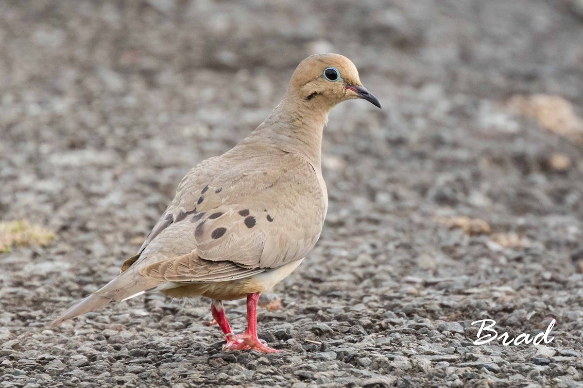 Mourning Dove - ML107146771