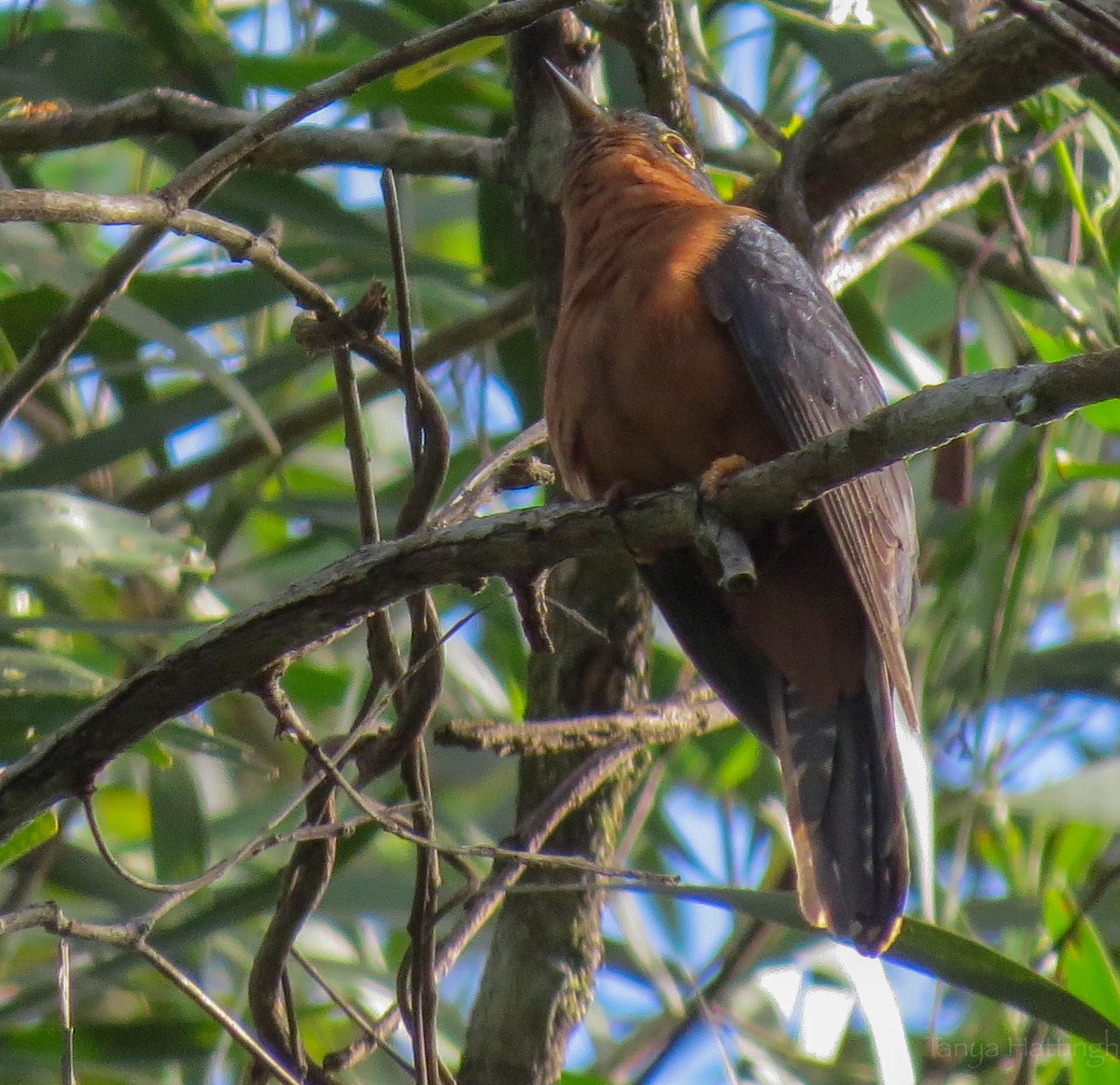 Chestnut-breasted Cuckoo - ML107147041