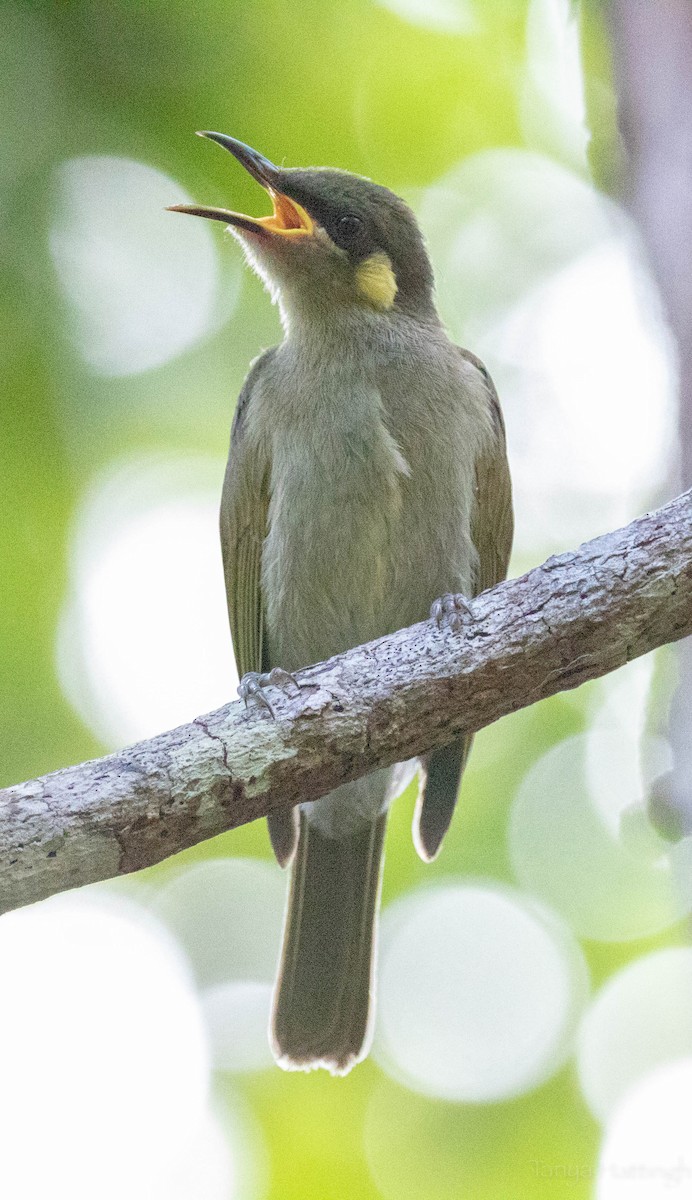 Graceful Honeyeater - ML107147201