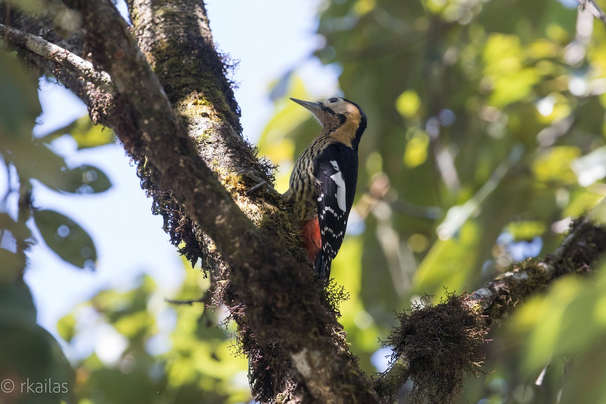 Darjeeling Woodpecker - Ravi Kailas