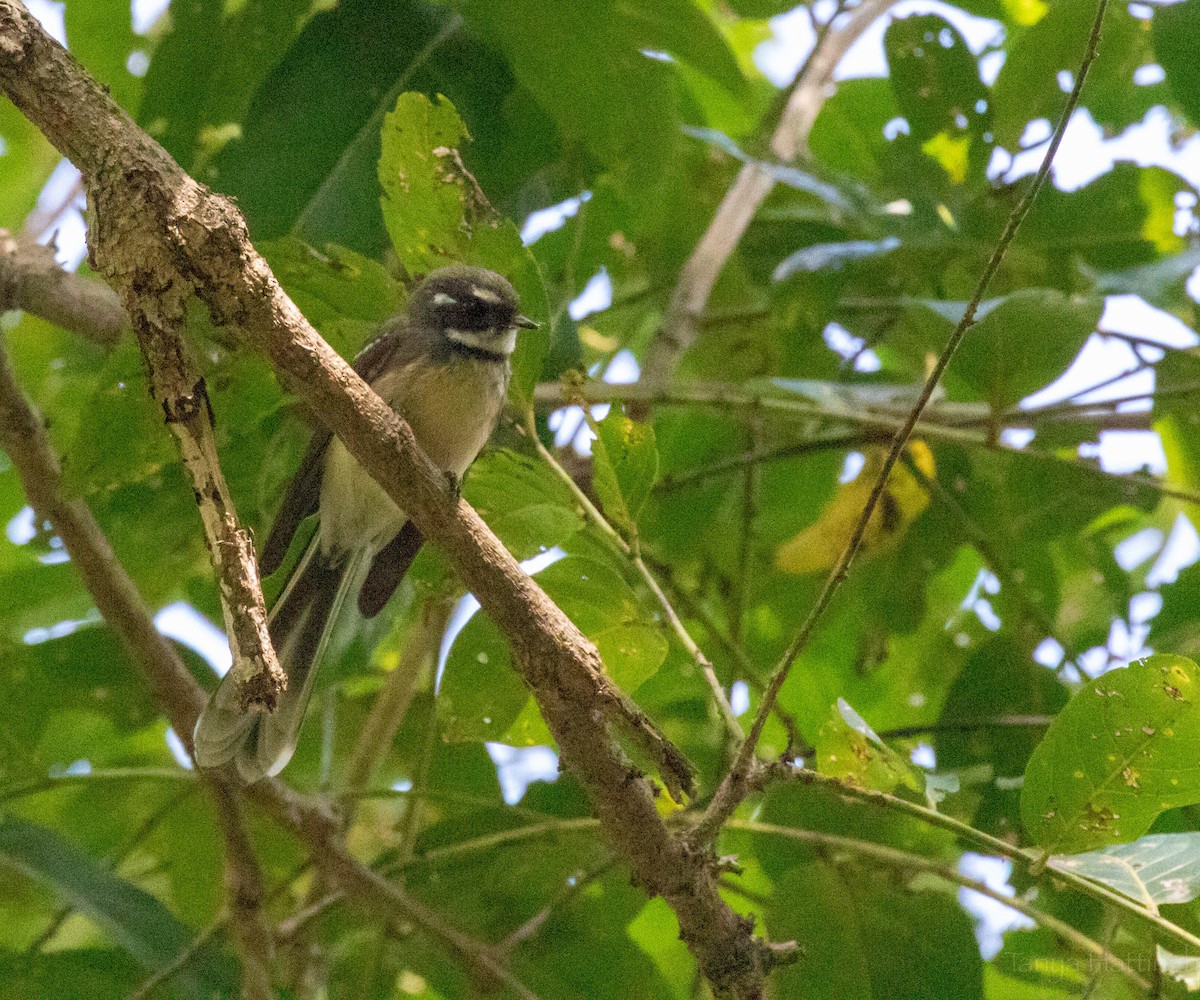 Gray Fantail (alisteri) - ML107148741