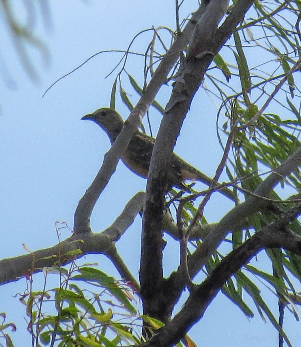 Fawn-breasted Bowerbird - Tanya Hattingh