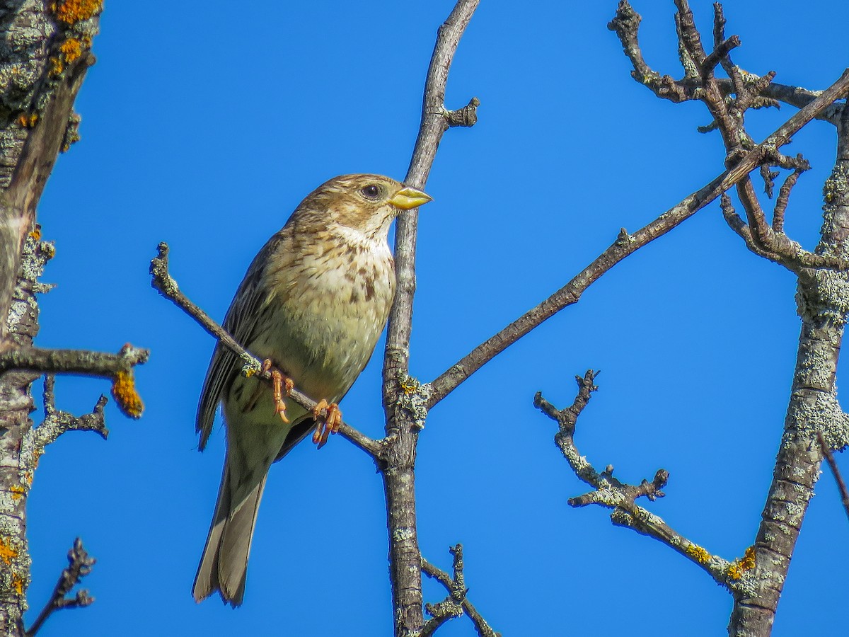 Corn Bunting - Joan Balfagón