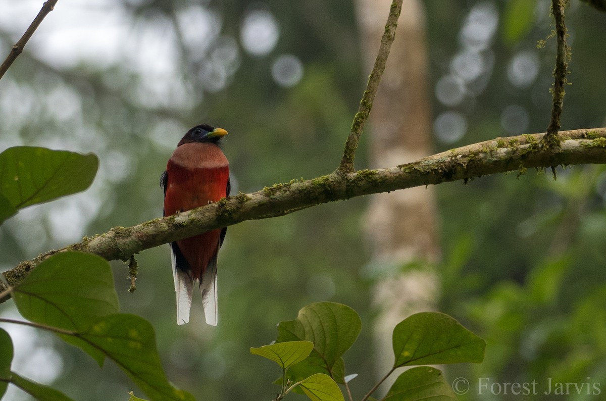 Philippine Trogon - Forest Botial-Jarvis