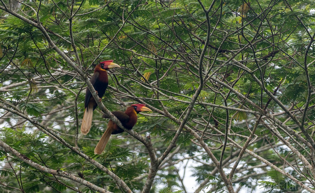 Rufous Hornbill - ML107152851