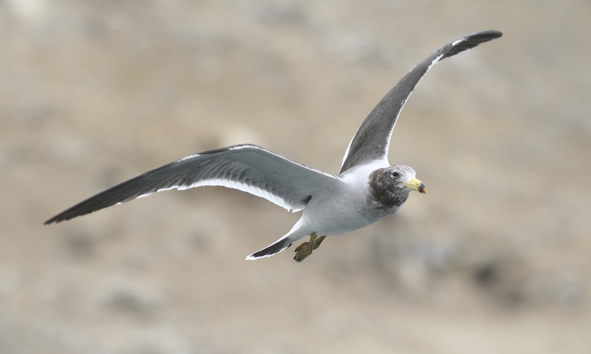 Belcher's Gull - ML107152891