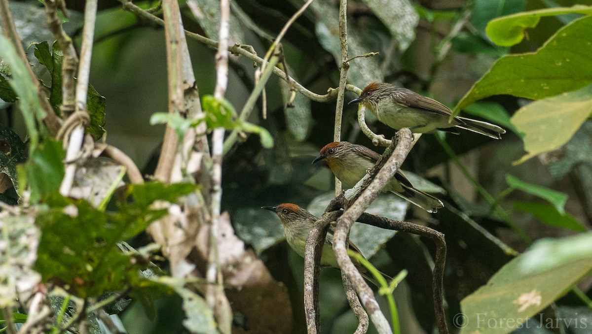 Rusty-crowned Babbler - ML107152901