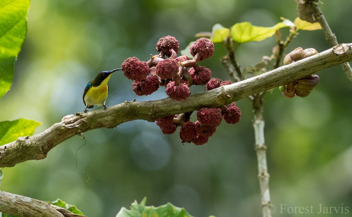 Glanzflügel-Nektarvogel (pulcherrima) - ML107152961