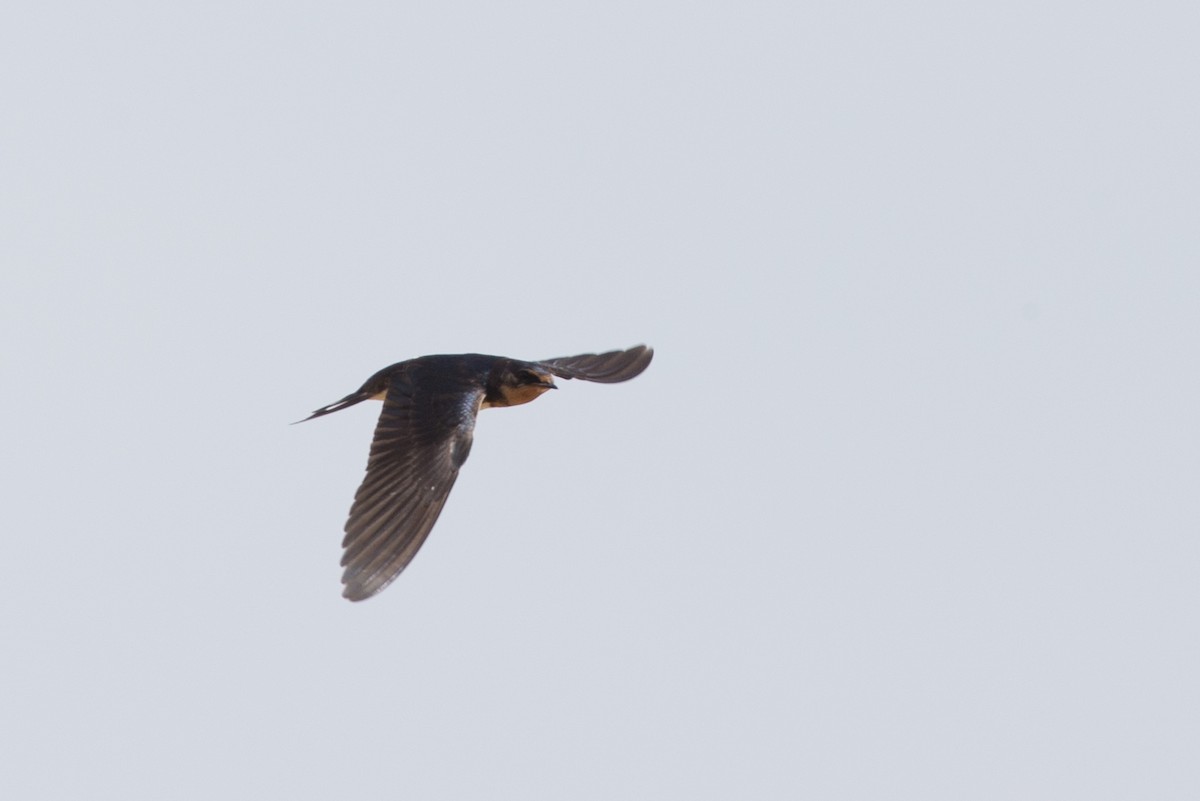 Red-chested Swallow - Chris Wood