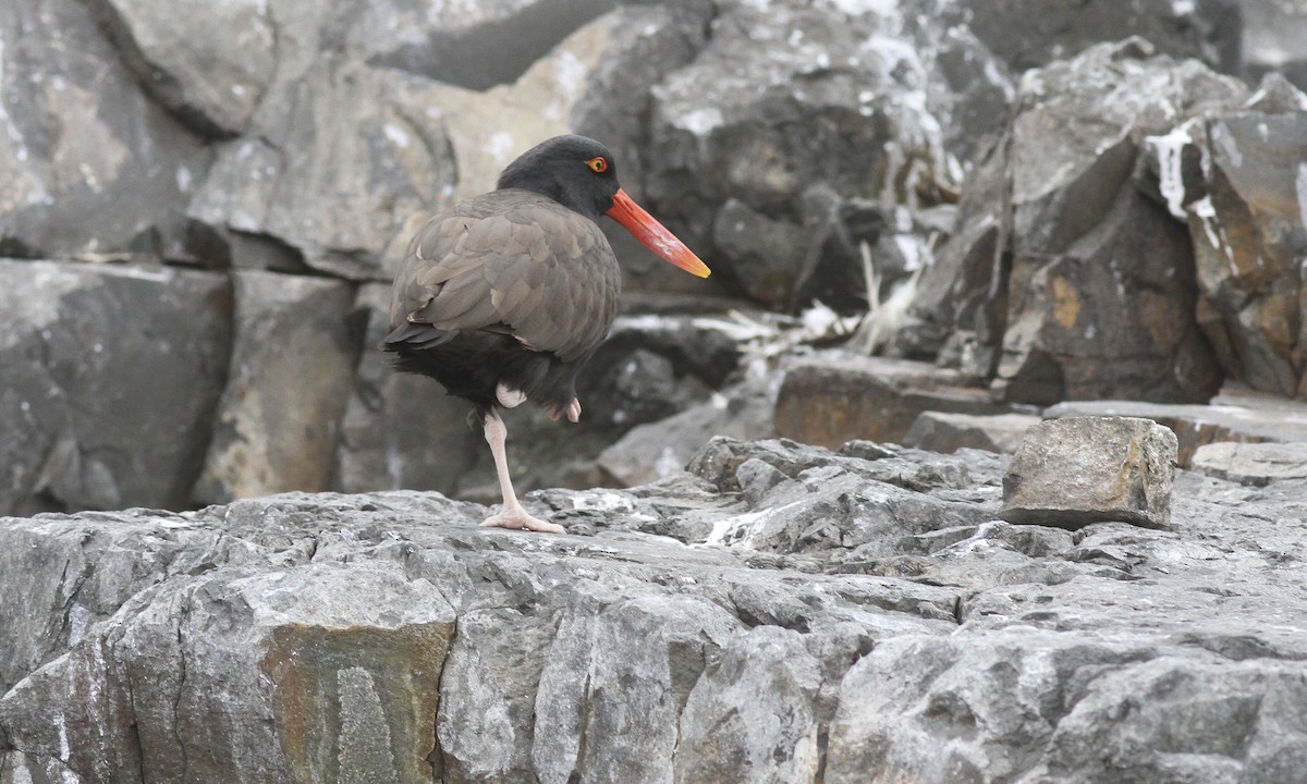 Blackish Oystercatcher - ML107153171