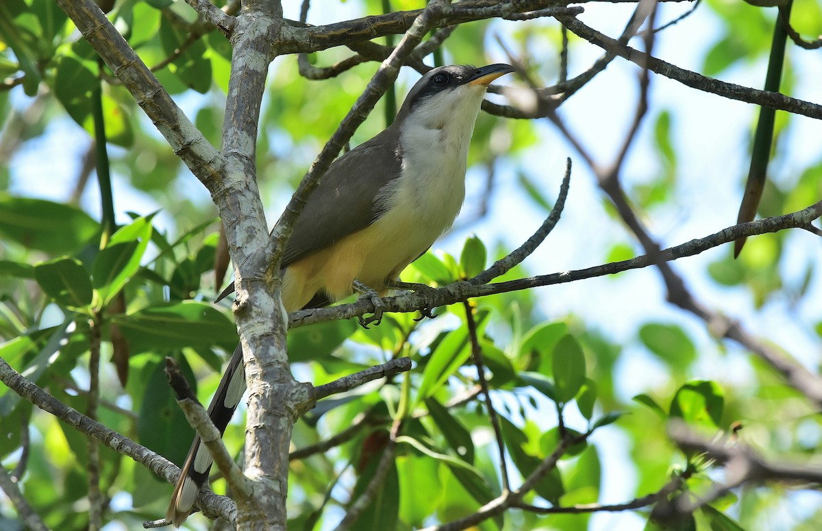 Mangrove Cuckoo - ML107154581