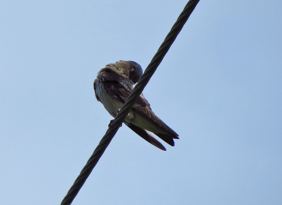 Purple Martin - ML107154791