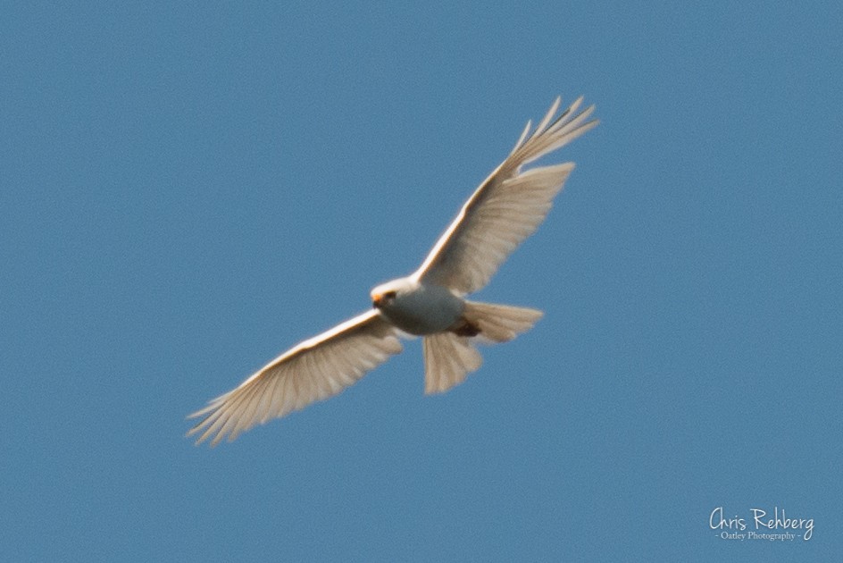 Яструб тасманійський - ML107155711