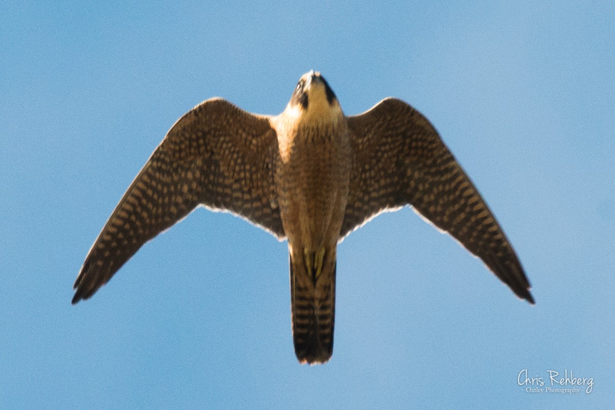 Підсоколик австралійський - ML107155721