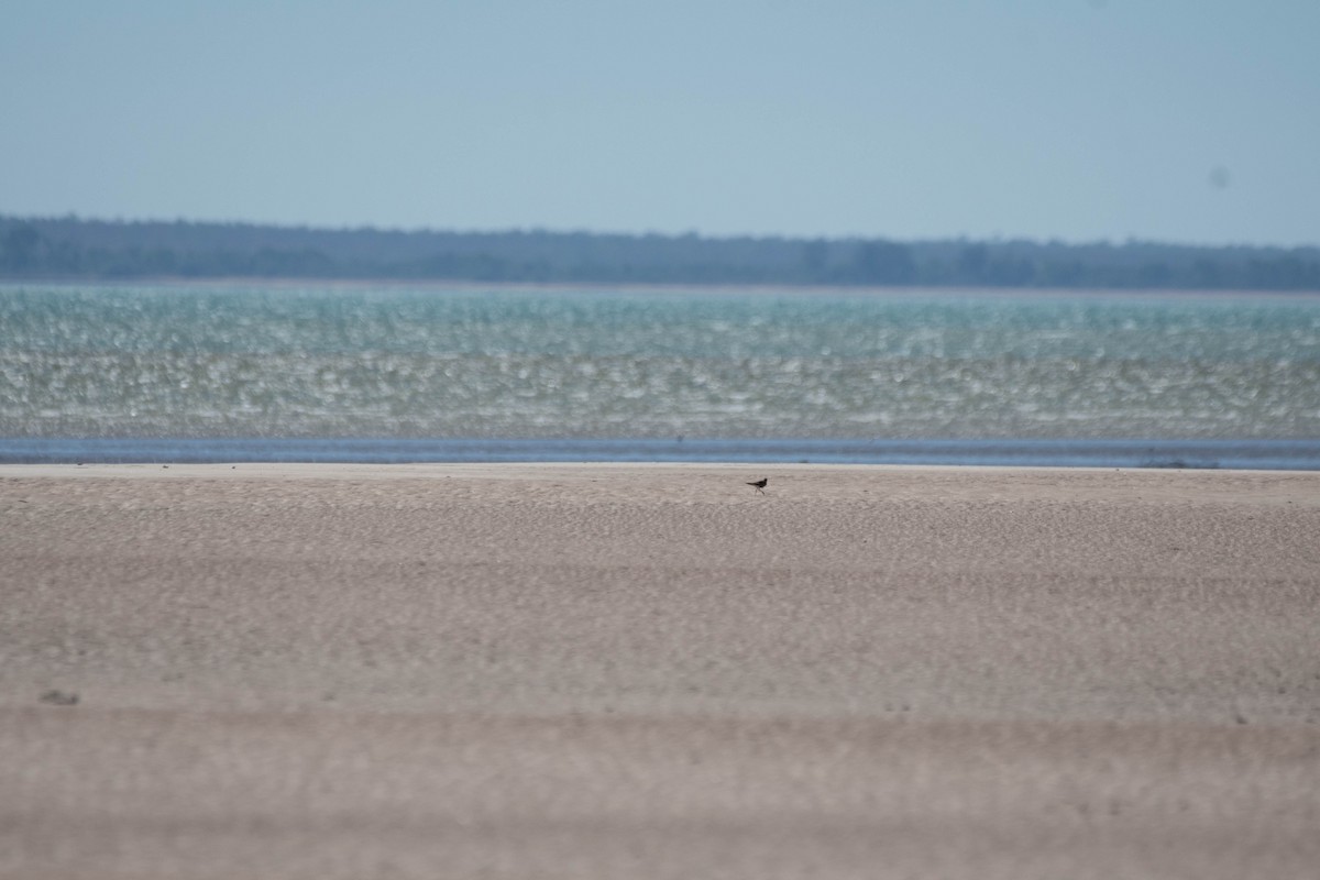 Australian Pratincole - ML107156131