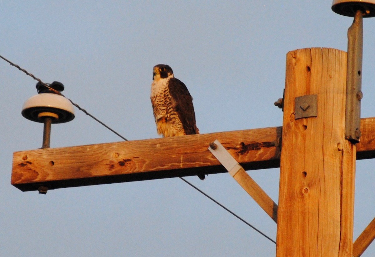 Peregrine Falcon - Chloe Winkler