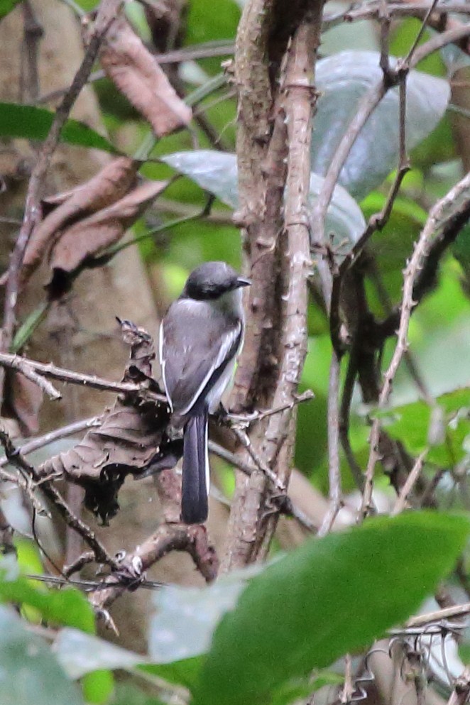 Bar-winged Flycatcher-shrike - Rahul  Singh