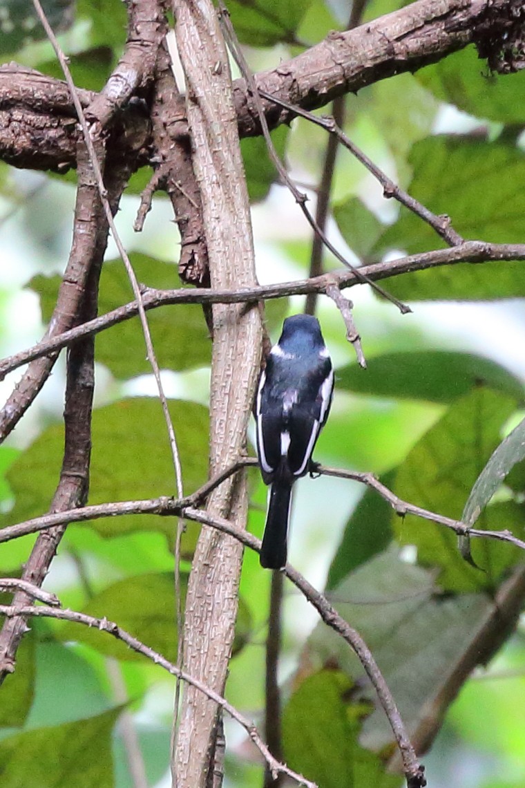 Bar-winged Flycatcher-shrike - ML107157971