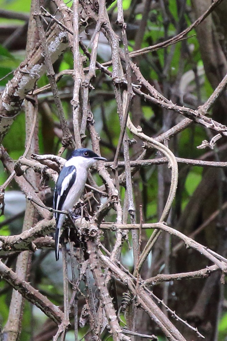 Bar-winged Flycatcher-shrike - ML107157981