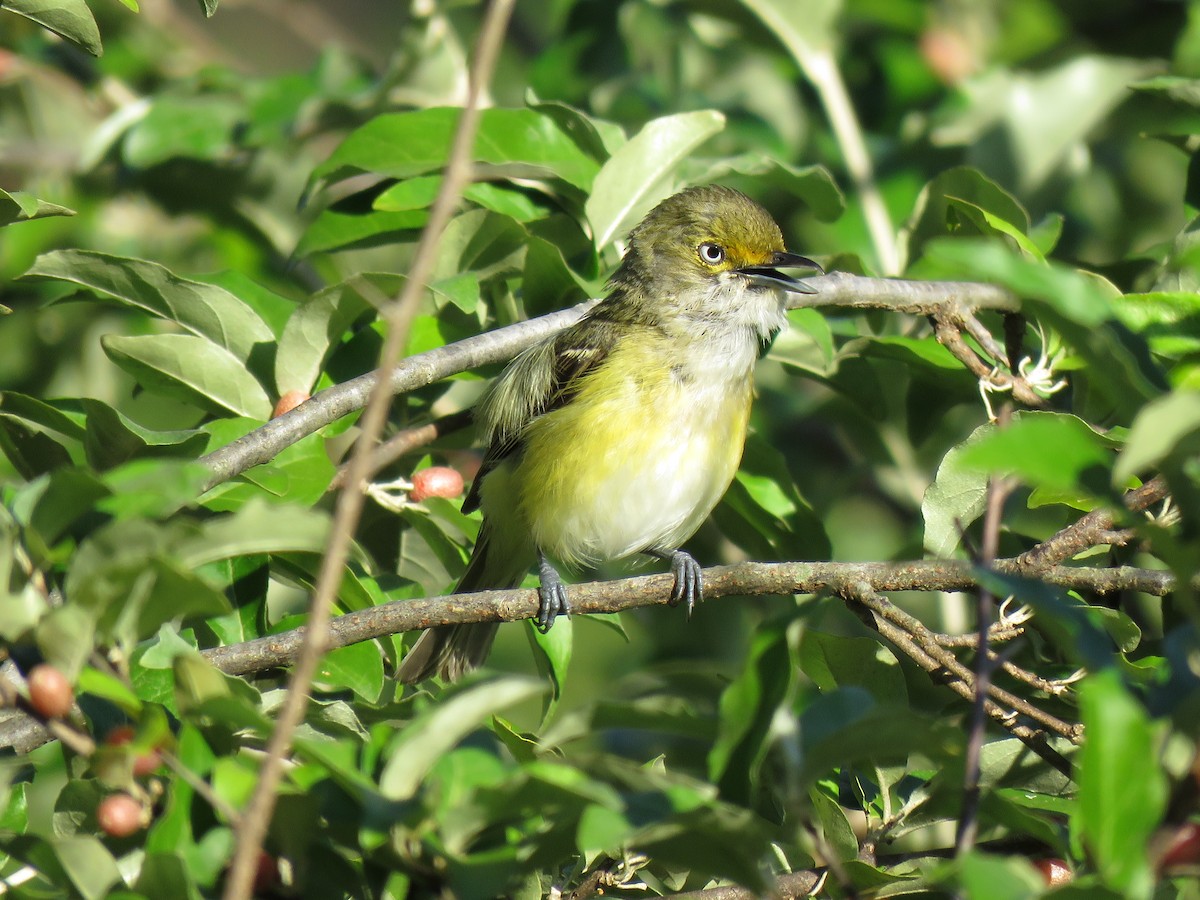 White-eyed Vireo - ML107159071